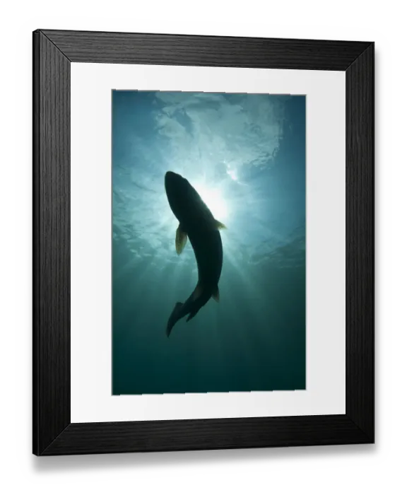 Framed Print : Silhouette of Brown trout (Salmo trutta) in freshwater lake, Capernwray, Lancashire Framed Print : Silhouette of Brown trout (Salmo trutta) in freshwater lake, Capernwray, Lancashire