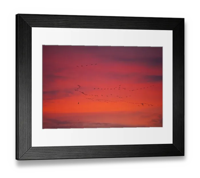 Framed Print : Pink-footed geese (Anser brachyrynchus) flocks in flight leaving overnight roost at dawn Framed Print : Pink-footed geese (Anser brachyrynchus) flocks in flight leaving overnight roost at dawn