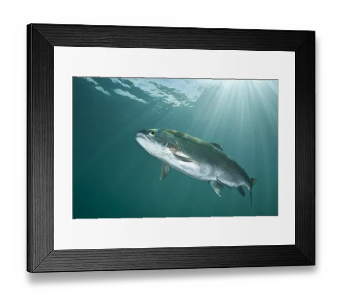 Framed Print : RF- Rainbow trout (Oncorhynchus mykiss) in lake, Capernwray, Lancashire, UK, July Framed Print : RF- Rainbow trout (Oncorhynchus mykiss) in lake, Capernwray, Lancashire, UK, July