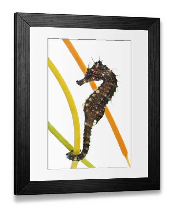 Framed Print : A captive Yellow / Spiny seahorse (Hippocampus guttulatus) attached to plastic seagrass, Weymouth Sealife Centre, Dorset, England, UK Framed Print : A captive Yellow / Spiny seahorse (Hippocampus guttulatus) attached to plastic seagrass, Weymouth Sealife Centre, Dorset, England, UK
