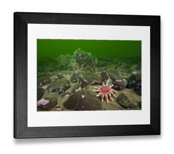 Framed Print : Common sunstar (Crossaster papposus), brittlestars and sealoch anemones form a typical Framed Print : Common sunstar (Crossaster papposus), brittlestars and sealoch anemones form a typical