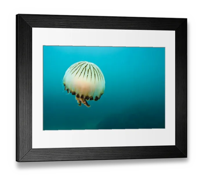 Framed Print : Compass jellyfish (Chrysaora hysoscella) swimming over a rocky reef, Plymouth, Devon Framed Print : Compass jellyfish (Chrysaora hysoscella) swimming over a rocky reef, Plymouth, Devon