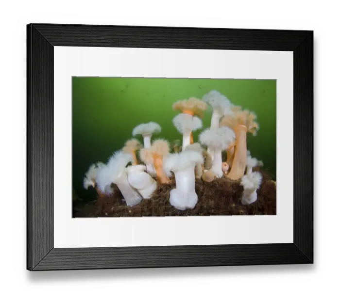 Framed Print : Group of orange and white Plumose anemones (Metridium senile) with Moon jellyfish Framed Print : Group of orange and white Plumose anemones (Metridium senile) with Moon jellyfish