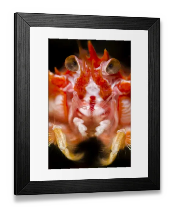 Framed Print : Long-clawed squat lobster (Munida rugosa) portrait, Loch Fyne, Argyll and Bute, Scotland Framed Print : Long-clawed squat lobster (Munida rugosa) portrait, Loch Fyne, Argyll and Bute, Scotland