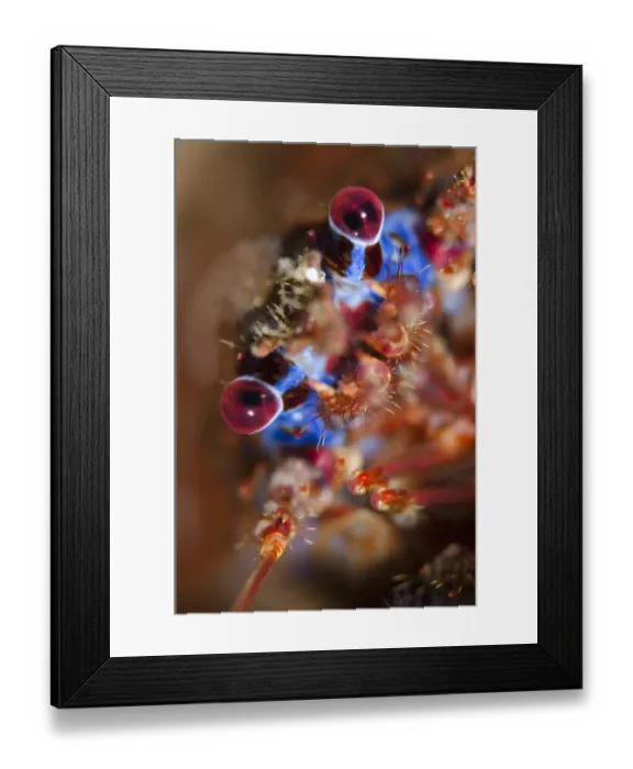 Framed Print : Spiny squat lobster (Galathea strigosa) close up, Loch Fyne, Argyll and Bute, Scotland Framed Print : Spiny squat lobster (Galathea strigosa) close up, Loch Fyne, Argyll and Bute, Scotland