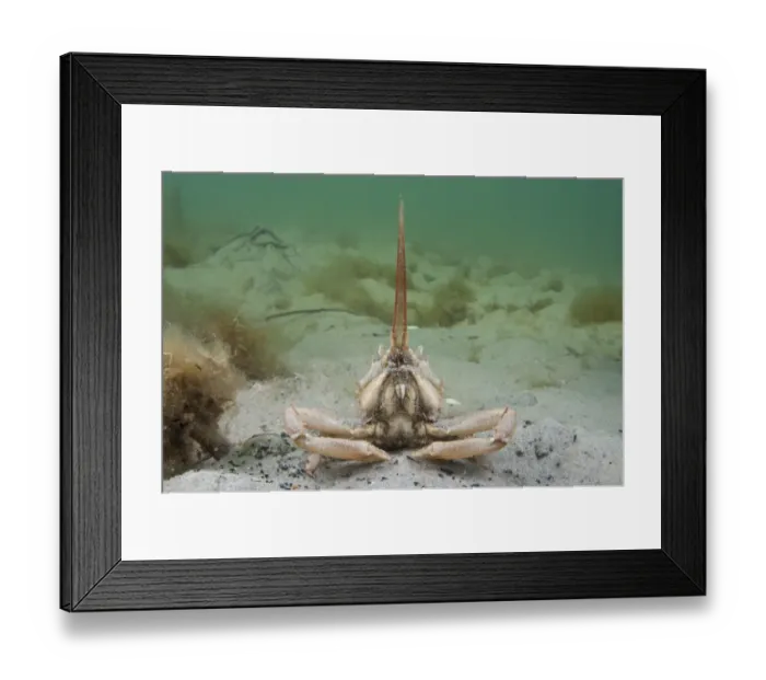 Framed Print : Masked crab (Corystes cassivelaunus) on sandy seabed, Studland Bay, Dorset, UK, May Framed Print : Masked crab (Corystes cassivelaunus) on sandy seabed, Studland Bay, Dorset, UK, May