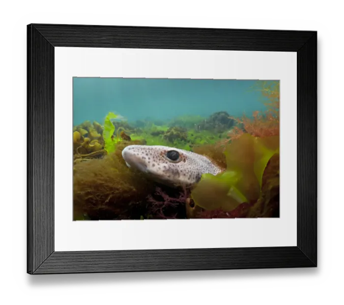 Framed Print : Lesser spotted catshark / Dogfish shark (Scyliorhinus canicula) hiding amongst seaweeds Framed Print : Lesser spotted catshark / Dogfish shark (Scyliorhinus canicula) hiding amongst seaweeds