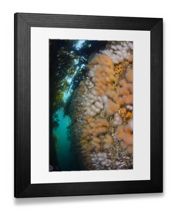 Framed Print : A gully lined with the soft coral Dead mans fingers (Alcyonium digitatum) growing Framed Print : A gully lined with the soft coral Dead mans fingers (Alcyonium digitatum) growing