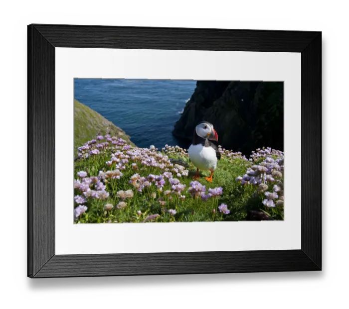 Framed Print : Puffin (Fratercula arctica) by entrance to its burrow amongst flowering Sea thrift