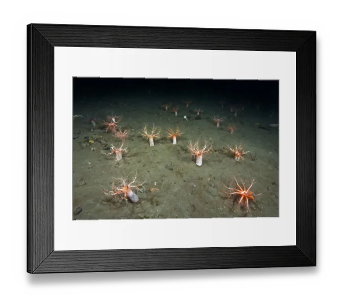 Framed Print : A forest of Sea cucumbers (Psolus phantapus) feeding, extended up out of the sediment Framed Print : A forest of Sea cucumbers (Psolus phantapus) feeding, extended up out of the sediment