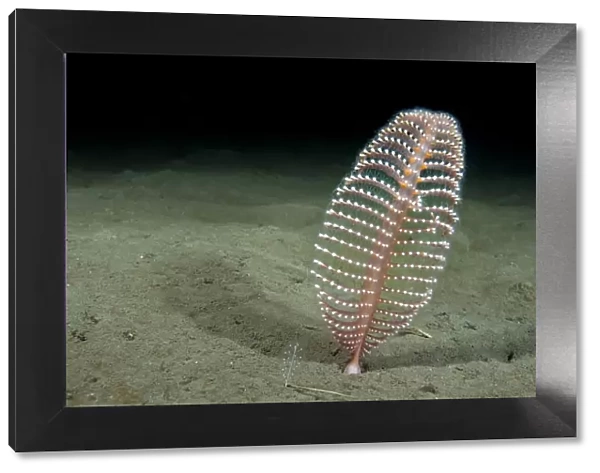Phosphorescent Seapen (Pennatula phosphorea) extends out of the muddy seabed in the