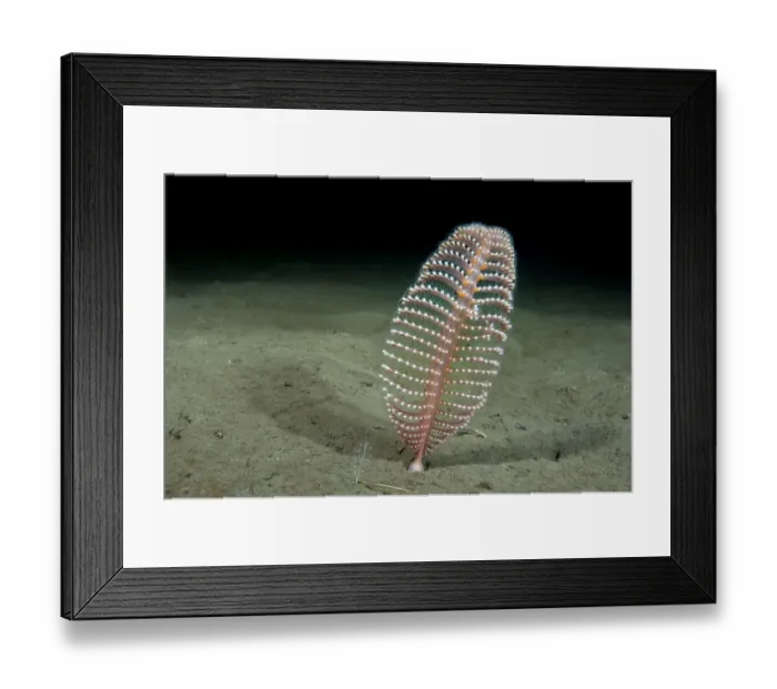 Framed Print : Phosphorescent Seapen (Pennatula phosphorea) extends out of the muddy seabed in Framed Print : Phosphorescent Seapen (Pennatula phosphorea) extends out of the muddy seabed in