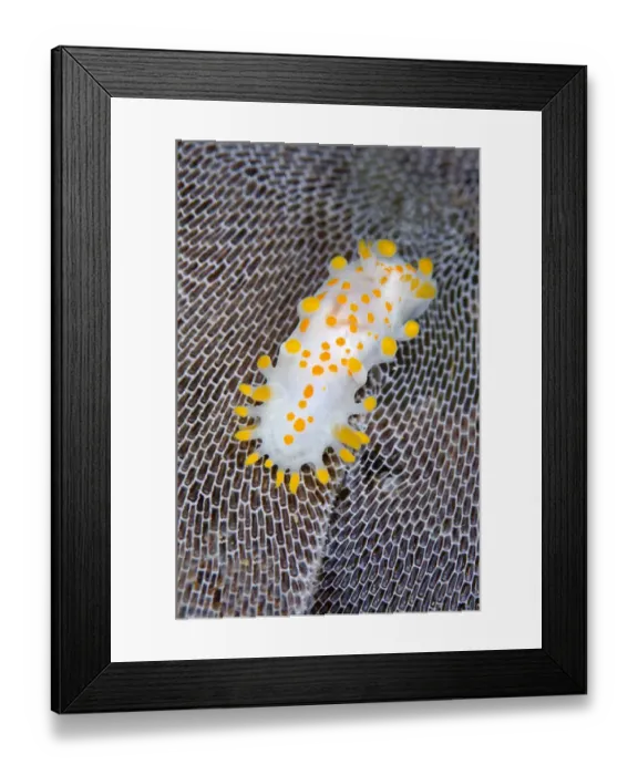 Framed Print : Nudibranch (Limacia clavigera) feeding on Sea matt bryozoan, growing on kelp frond Framed Print : Nudibranch (Limacia clavigera) feeding on Sea matt bryozoan, growing on kelp frond