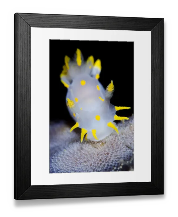 Framed Print : Nudibranch (Polycera quadrilineata) feeding on sea mat (bryozoan) growing on kelp frond