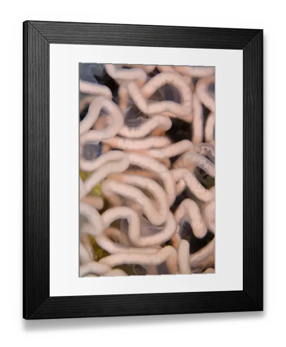 Framed Print : Nudibranch eggs (Tritonia hombergi) Loch Carron, Ross and Cromarty, Scotland, UK, April Framed Print : Nudibranch eggs (Tritonia hombergi) Loch Carron, Ross and Cromarty, Scotland, UK, April