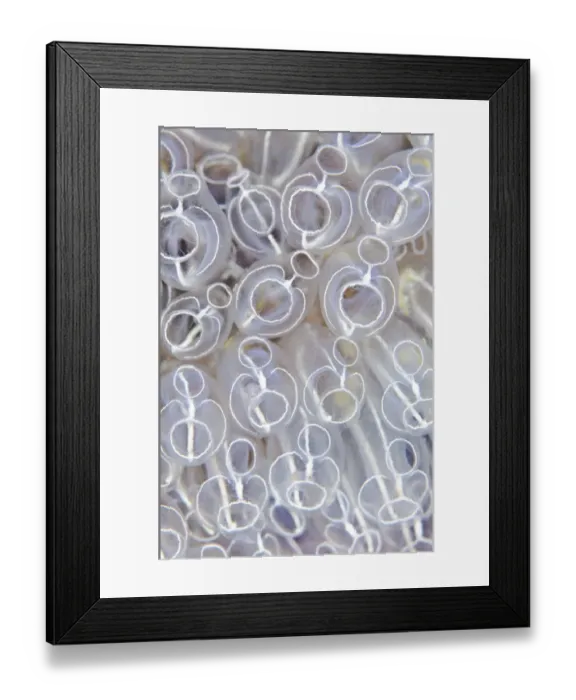 Framed Print : Light-bulb sea squirts (Clavelina lepadiformis), a colonial filter feeding invertebrate