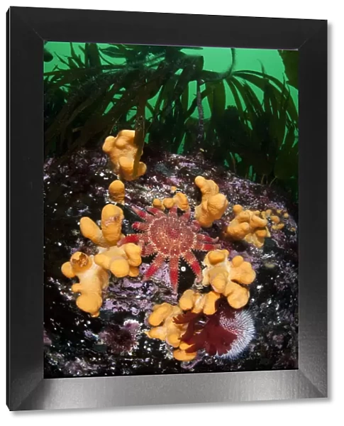 Common  /  Red sunstar (Crossaster papposus) amongst Dead mans fingers (Alcyonium