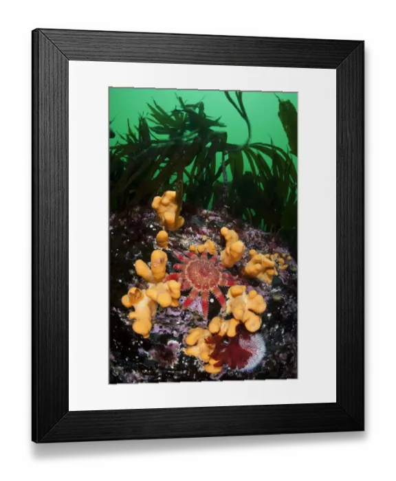 Framed Print : Common / Red sunstar (Crossaster papposus) amongst Dead mans fingers (Alcyonium Framed Print : Common / Red sunstar (Crossaster papposus) amongst Dead mans fingers (Alcyonium