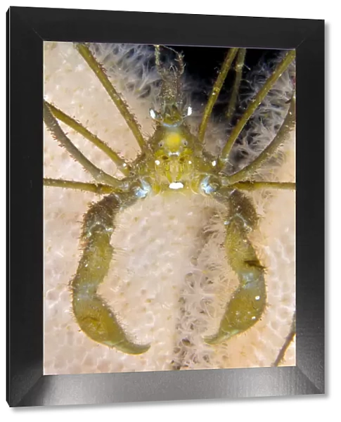 Long legged spider crab (Macropodia rostrata) on Dead mans fingers (Alcyonium digitatum)