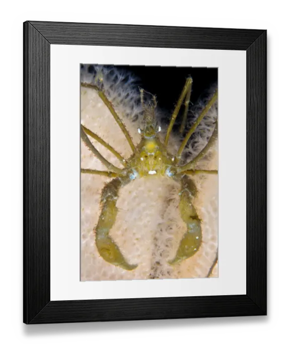 Framed Print : Long legged spider crab (Macropodia rostrata) on Dead mans fingers (Alcyonium digitatum) Framed Print : Long legged spider crab (Macropodia rostrata) on Dead mans fingers (Alcyonium digitatum)