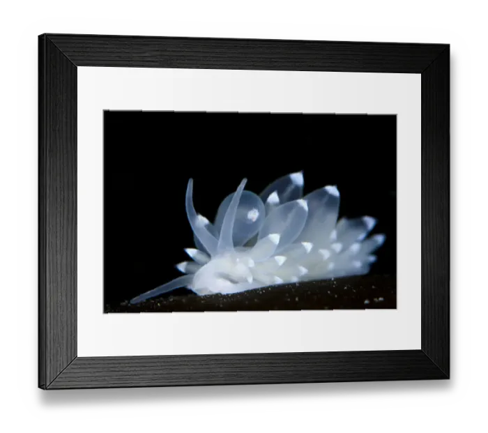 Framed Print : White nudibranch (Eubranchus farrani) on kelp frond, Lunna Kirk, Shetland Islands Framed Print : White nudibranch (Eubranchus farrani) on kelp frond, Lunna Kirk, Shetland Islands