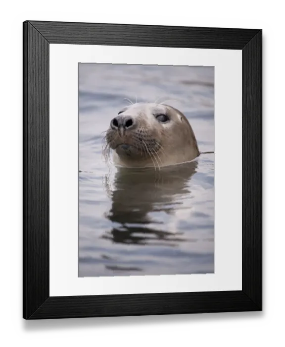 Framed Print : Young Grey seal (Halichoerus grypus) taking a curious peep out of the water, Island of Coll Framed Print : Young Grey seal (Halichoerus grypus) taking a curious peep out of the water, Island of Coll