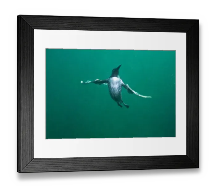 Framed Print : Common guillemot (Uria aalge) swimming underwater, Farne Islands, Northumberland Framed Print : Common guillemot (Uria aalge) swimming underwater, Farne Islands, Northumberland