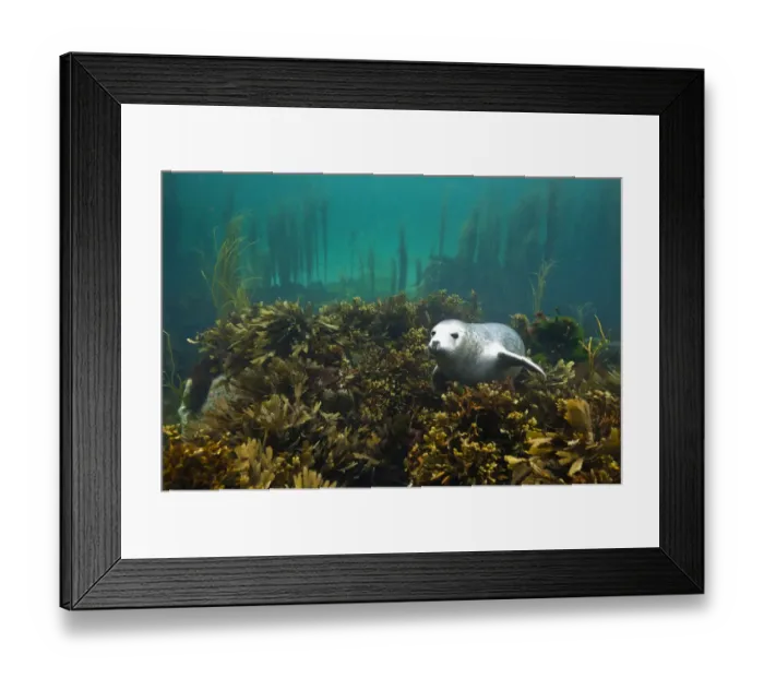 Framed Print : Young Grey seal (Halichoerus grypus) resting on a bed of seaweed, Island of Coll