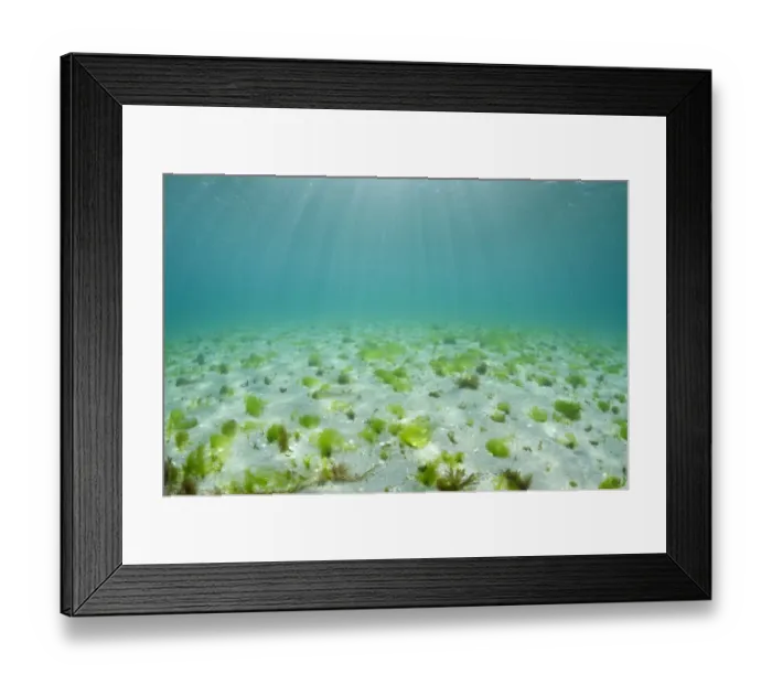 Framed Print : Tufts of seaweed growing on a shallow seabed, Island of Coll, Inner Hebrides, Scotland Framed Print : Tufts of seaweed growing on a shallow seabed, Island of Coll, Inner Hebrides, Scotland