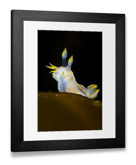 Framed Print : Nudibranch (Polycera quadrilineata) portrait on a kelp frond, Island of Coll, Inner Hebrides Framed Print : Nudibranch (Polycera quadrilineata) portrait on a kelp frond, Island of Coll, Inner Hebrides