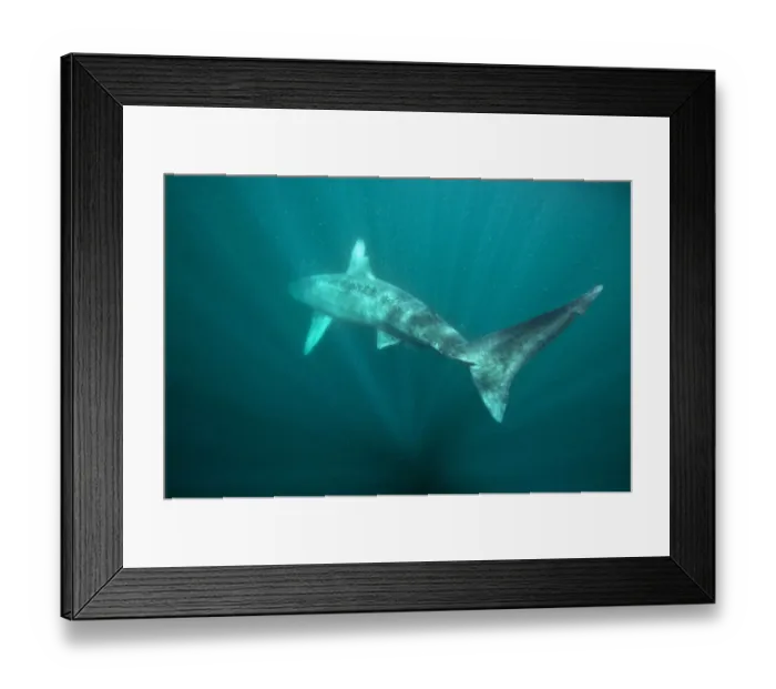 Framed Print : Basking shark (Cetorhinus maximus) disappears back into the blue in the surface waters Framed Print : Basking shark (Cetorhinus maximus) disappears back into the blue in the surface waters