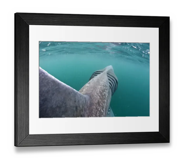Framed Print : Rear view of Basking shark (Cetorhinus maximus) feeding on plankton in the surface Framed Print : Rear view of Basking shark (Cetorhinus maximus) feeding on plankton in the surface