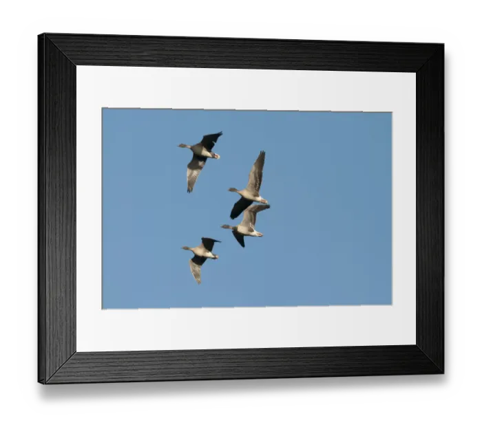 Framed Print : Pink-footed geese (Anser brachyrynchus) in flight, Norfolk, UK, January