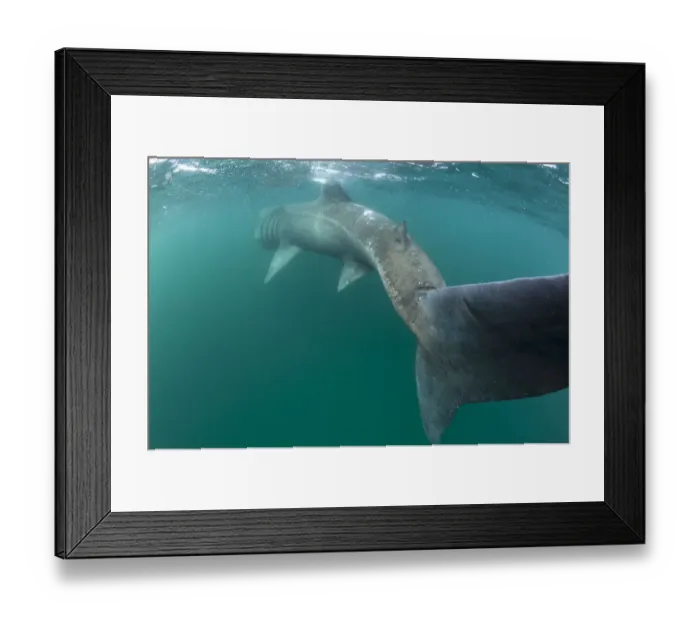 Framed Print : RF- Rear view of Basking shark (Cetorhinus maximus) feeding on plankton, visible Framed Print : RF- Rear view of Basking shark (Cetorhinus maximus) feeding on plankton, visible