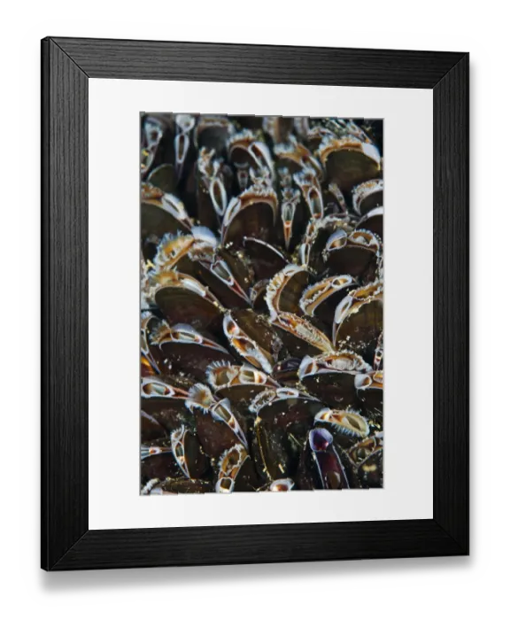 Framed Print : Bed of Common mussels (Mytilus edulis) growing on rocks, feeding, Megavissey, Cornwall Framed Print : Bed of Common mussels (Mytilus edulis) growing on rocks, feeding, Megavissey, Cornwall