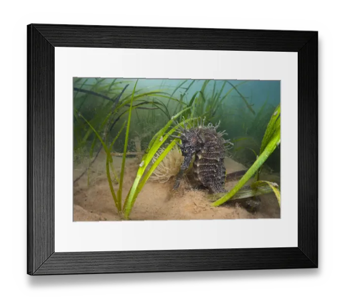 Framed Print : Yellow / spiny seahorse (Hippocampus guttulatus) female sheltering is meadow of common Eelgrass Framed Print : Yellow / spiny seahorse (Hippocampus guttulatus) female sheltering is meadow of common Eelgrass