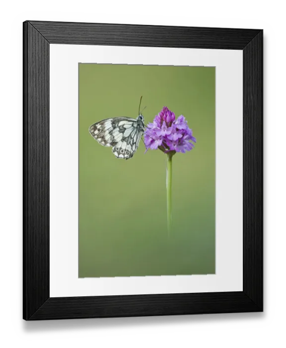 Framed Print : Marbled White butterfly (Melanagria galathea) resting on Pyramidal Orchid (Anacamptis Framed Print : Marbled White butterfly (Melanagria galathea) resting on Pyramidal Orchid (Anacamptis