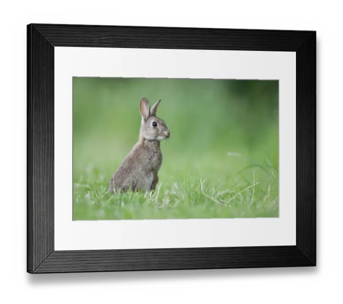 Framed Print : Rabbit (Oryctolagus cuniculus) on grassland, Hardington Moor NNR, Somerset, UK, June Framed Print : Rabbit (Oryctolagus cuniculus) on grassland, Hardington Moor NNR, Somerset, UK, June
