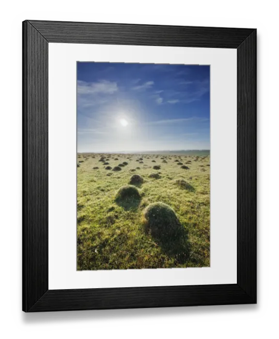 Framed Print : Grass covered anthills in ancient chalk grassland at dawn, Parsonage Down NNR, Wiltshire Framed Print : Grass covered anthills in ancient chalk grassland at dawn, Parsonage Down NNR, Wiltshire