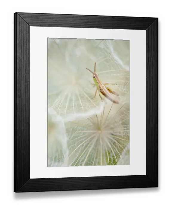Framed Print : Meadow grasshopper (Chorthippus parallelus) resting on Goatsbeard seedhead (Tragopogon sinuatus) Framed Print : Meadow grasshopper (Chorthippus parallelus) resting on Goatsbeard seedhead (Tragopogon sinuatus)