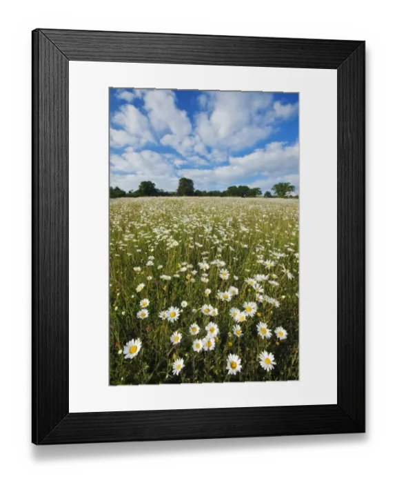 Framed Print : Traditionally managed wildflower meadow with Ox-eye daisy (Leucanthemum vulgare) Framed Print : Traditionally managed wildflower meadow with Ox-eye daisy (Leucanthemum vulgare)