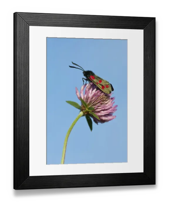 Framed Print : Six-spot burnet moth (Zygaena filipendulae) resting on Red Clover (Trifolium pratense) Framed Print : Six-spot burnet moth (Zygaena filipendulae) resting on Red Clover (Trifolium pratense)