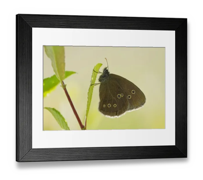 Framed Print : Ringlet butterfly (Aphantopus hyperanthus) with wings closed, Somerset Levels, UK, July