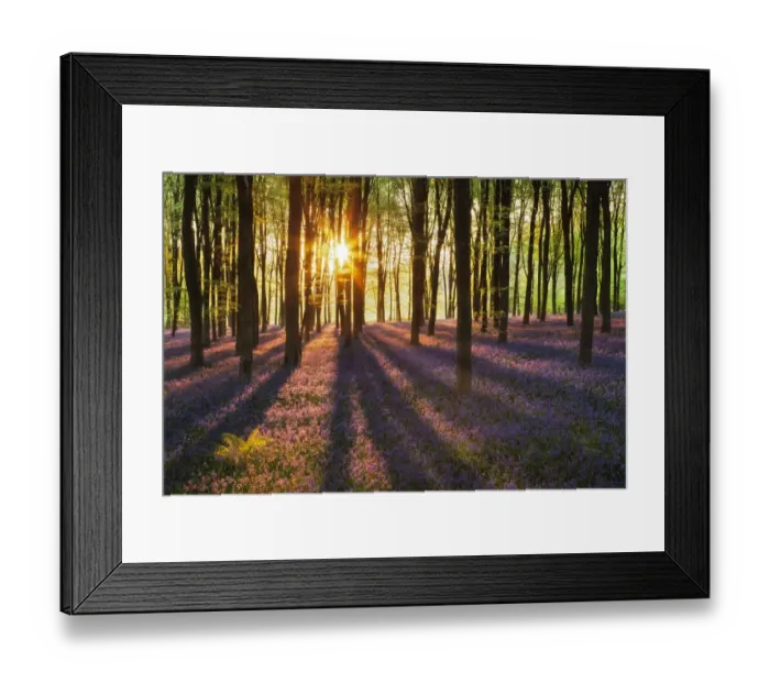 Framed Print : A carpet of Bluebells (Endymion nonscriptus) in Beech (Fagus sylvatica) woodland at dawn