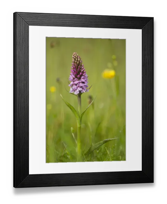 Framed Print : Common spotted orchid (Dactylorhiza fuchsii), flower spike in meadow, UK, June Framed Print : Common spotted orchid (Dactylorhiza fuchsii), flower spike in meadow, UK, June