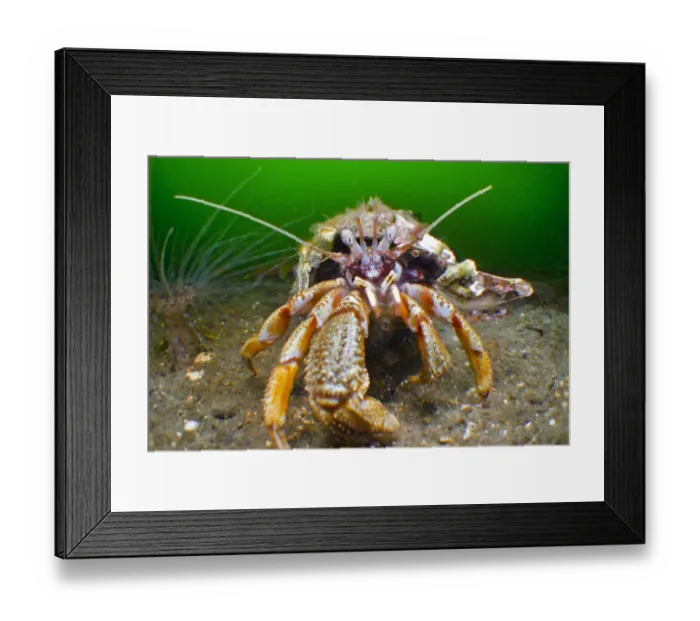 Framed Print : Hermit crab (Pagurus bernhardus) moving forward, Loch Long, Argyll and Bute, Scotland Framed Print : Hermit crab (Pagurus bernhardus) moving forward, Loch Long, Argyll and Bute, Scotland