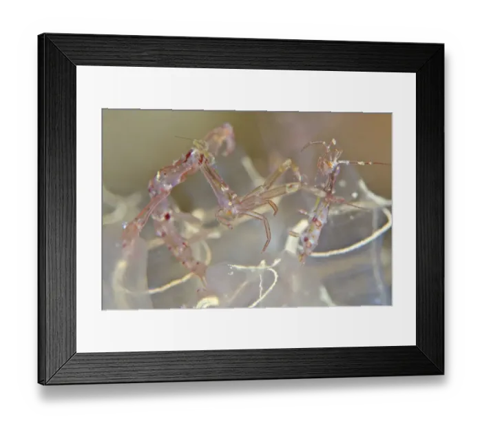 Framed Print : Pair of Skeleton shrimps (Caprella linearis) male on left, living on lightbulb tunicates Framed Print : Pair of Skeleton shrimps (Caprella linearis) male on left, living on lightbulb tunicates