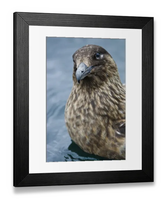 Framed Print : Great skua (Stercorarius skua) on water, Shetland Islands, Scotland, UK, April Framed Print : Great skua (Stercorarius skua) on water, Shetland Islands, Scotland, UK, April