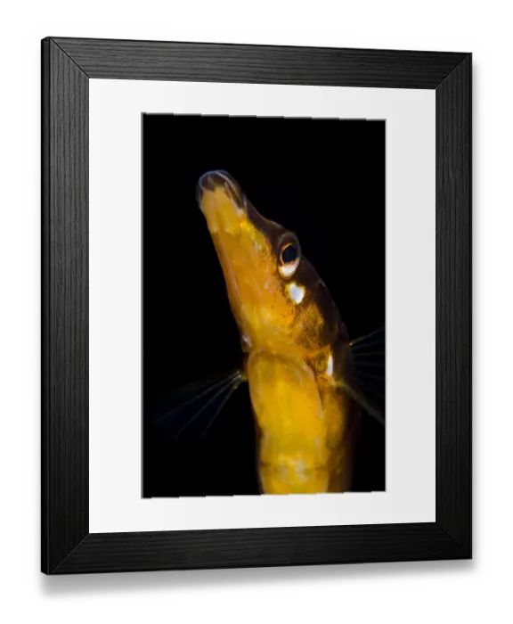 Framed Print : Male fifteen spined stickleback (Spinachia spinachia) guarding its nest (not visible) Framed Print : Male fifteen spined stickleback (Spinachia spinachia) guarding its nest (not visible)