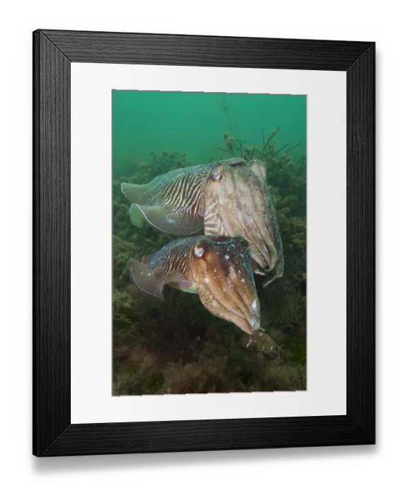 Framed Print : Pair of Common cuttlefish (Sepia officinalis), female in front of male, during spring Framed Print : Pair of Common cuttlefish (Sepia officinalis), female in front of male, during spring